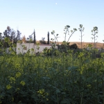 natural_environment_15