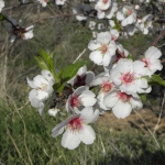 natural_environment_5